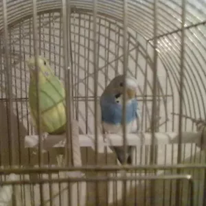 Двое волнистых попугайчиков с клеткой!!