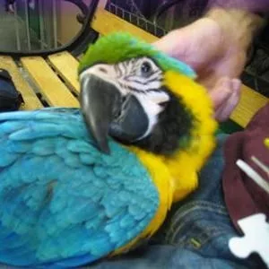 Wдома,  поднятые и зарегистрирован синих и золотых попугаи ара для прод