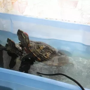 Черепахи Красноухие