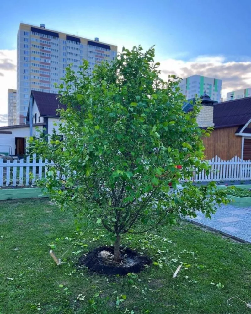 Озеленение деревьями и кустарниками,  посадка под ключ 4