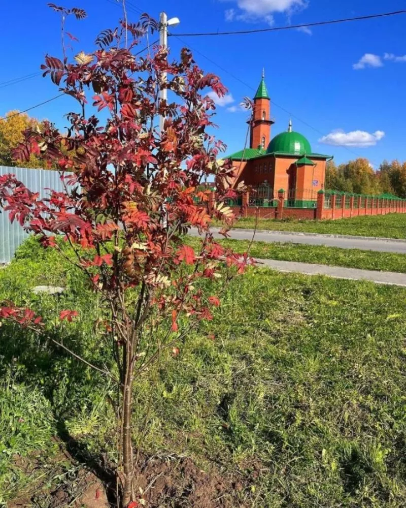 Озеленение деревьями и кустарниками,  посадка под ключ 2